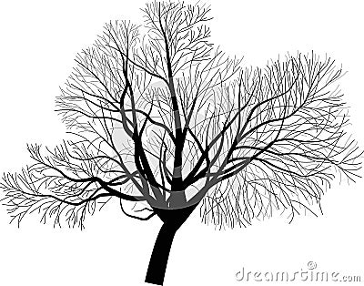 Isolated large bare tree illustration Vector Illustration