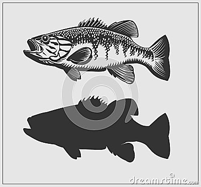 Bass fish illustration. Vector Illustration