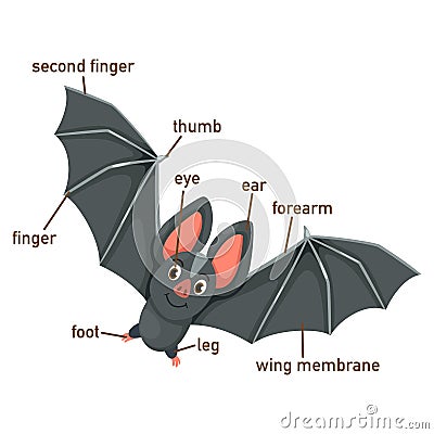 Illustration of bat vocabulary part of body Vector Illustration