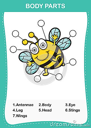 Illustration of bee vocabulary part of body Vector Illustration