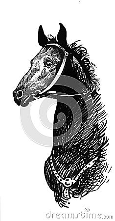 Illustration of black ink hand drawn horse Vector Illustration