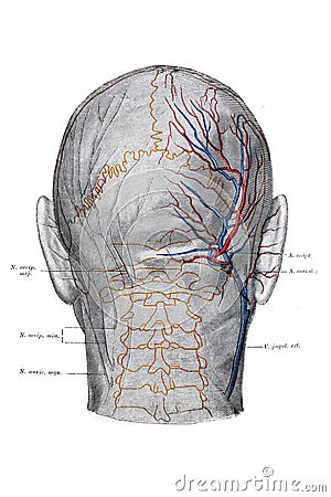 The illustration of the blood vessels, arteries and nerves of the back of the head in the old book die Anatomie, by Fr. Merkel, Cartoon Illustration