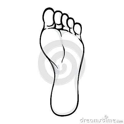 Illustration of body part, plant or sole of right foot, art line Vector Illustration