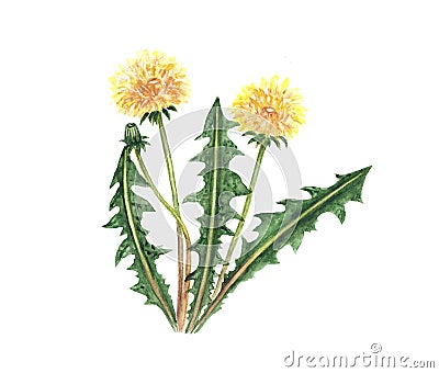 Dandelion Watercolor Stock Photo