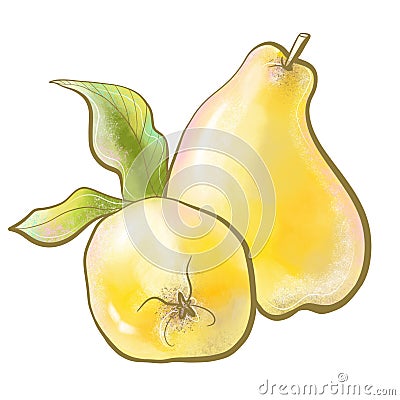 illustration botany plant common quince fruit edible tree close-up yellow and cutaway packaging design elements nature Cartoon Illustration