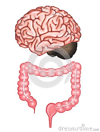 Illustration of the brain and intestines Cartoon Illustration