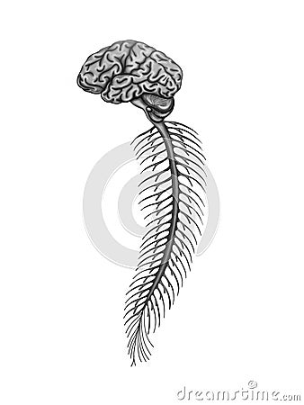 Brain and spinal cord Stock Photo