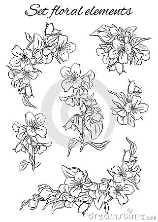 Illustration of a branch of blooming jasmine with leaves and buds. Vector Illustration