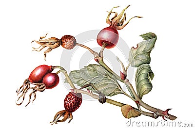 Illustration of a branch of rose hips Cartoon Illustration