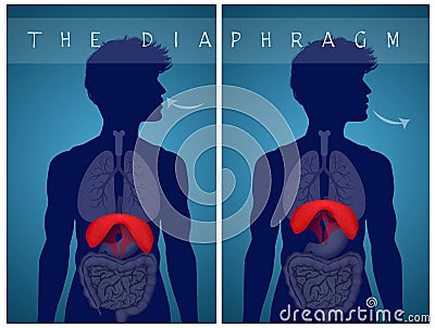 Breathe with the diaphragm Stock Photo
