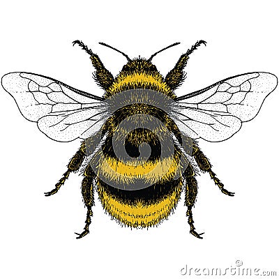 Illustration of Bumble Bee Vector Illustration