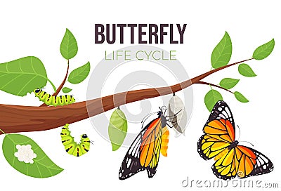 Illustration of a butterfly life cycle. Goose and butterfly on a branch. Vector illustration Vector Illustration