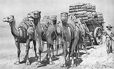 Illustration of a camel train in the Australian outback Stock Photo