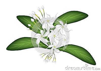 An Illustration of Cape Jasmine on Tree Vector Illustration