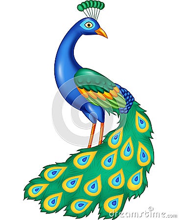 Cartoon beautiful peacock Vector Illustration