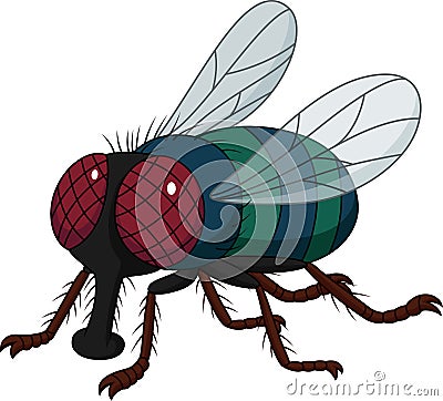 Cartoon house fly isolated on white background Vector Illustration