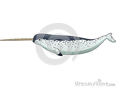 Cartoon narwhal isolated on white background Vector Illustration