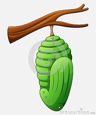 Cartoon pupa of the butterfly Vector Illustration