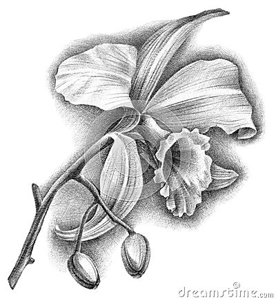 Illustration of cattleya orchid flower Cartoon Illustration