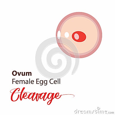 Illustration of a cell stage embryo. Four cell stage icon. Vector cleavage cell Vector Illustration