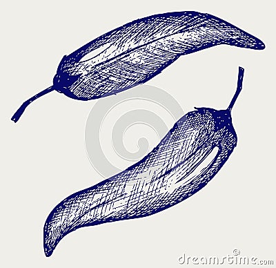 Illustration chilli peppers Vector Illustration