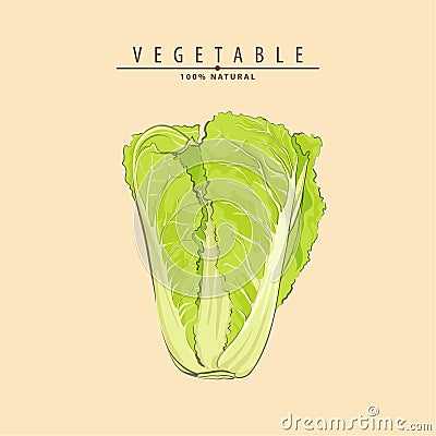 Illustration of chinese cabbage Vector Illustration