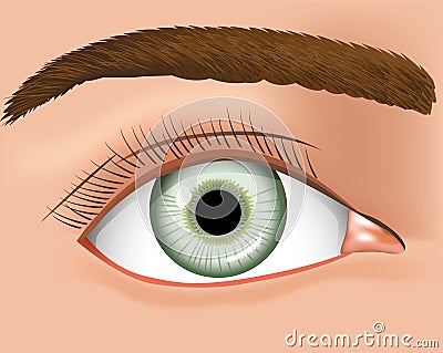 Illustration of a close and a human eye Vector Illustration