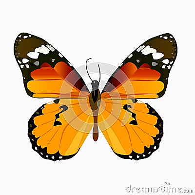 Illustration of a colorful butterfly Vector Illustration