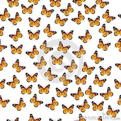 Illustration of a colorful butterfly Vector Illustration