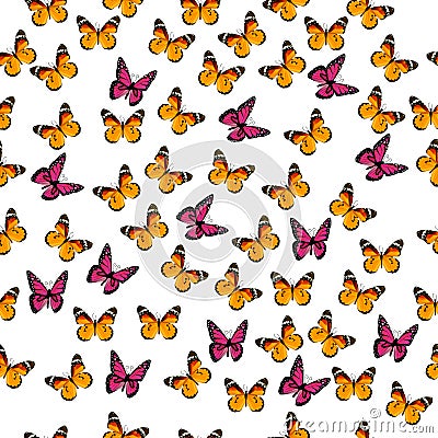 Illustration of a colorful butterfly Vector Illustration