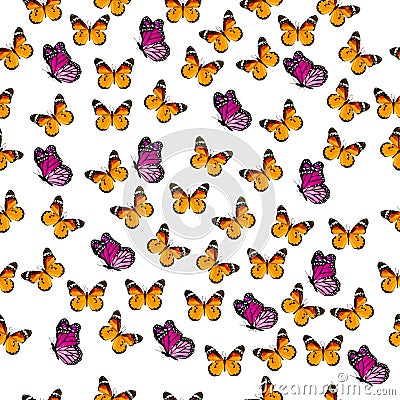 Illustration of a colorful butterfly Vector Illustration