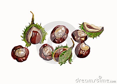 Illustration of Conkers, Horse Chestnuts. Stock Photo