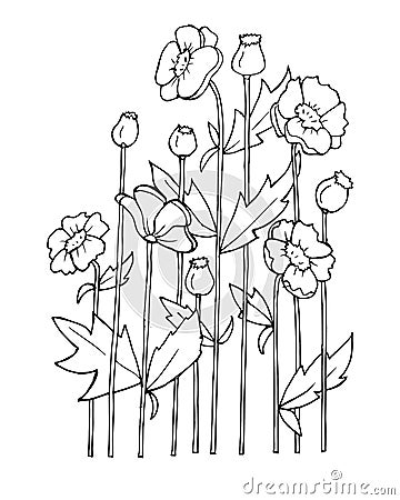 illustration, contour bouquet of wildflowers, poppies Cartoon Illustration