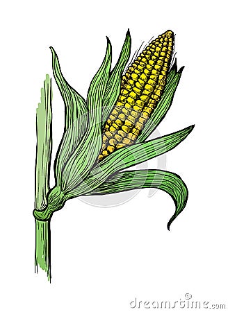 Illustration of corn grain stalk sketch Vector Illustration