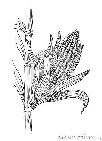 Illustration of corn grain stalk sketch Vector Illustration