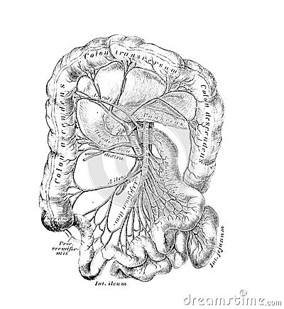 The illustration of course and branching of the abdominal aorta in the old book die Anatomie des Menschen, by C. Heitzmann, 1875, Cartoon Illustration