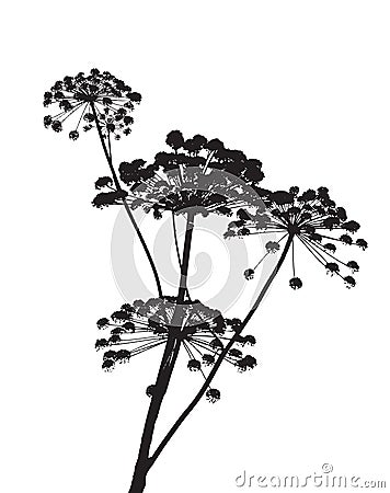 Illustration on Cow Parsley Vector Illustration