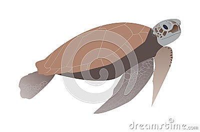 An illustration created with the help of the Figma editor. Realistic turtle, in brown and gray shades on a white background Cartoon Illustration