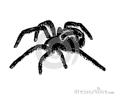 Illustration of cross spider Araneus Vector Illustration