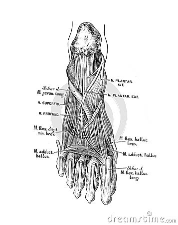 The illustration of the deep branch of the external plantar nerve in the old book die Anatomie des Menschen, by C. Heitzmann, 1875 Cartoon Illustration