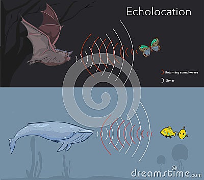 Illustration depicting the ability of some animals to use sonar, or echolocation Vector Illustration