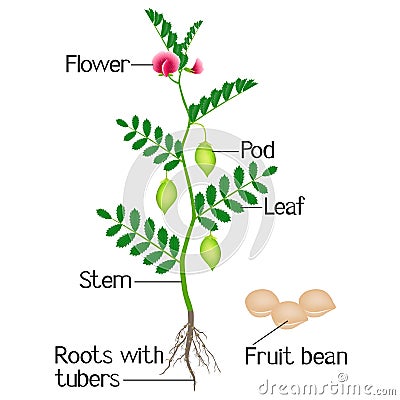 An illustration depicting parts of a plant chickpeas. Vector Illustration