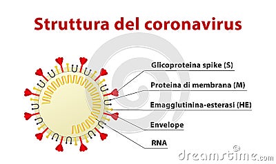 Illustration of coronavirus structure, including its spike protein. Text in Italian. Stock Photo