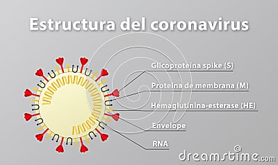 Illustration of coronavirus structure, including its spike protein. Text in Spanish. Stock Photo