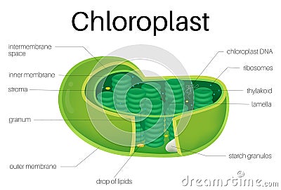 Illustration Diagram Of Chloroplast On Plants. Cartoon Vector ...