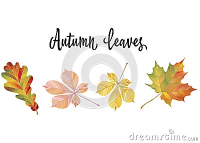 Illustration with different autumn leaves. Oak, chestnut and maple leaves isolated on white background. Vector Illustration Stock Photo