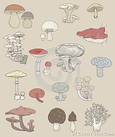 Illustration of different kinds of mushrooms Stock Photo
