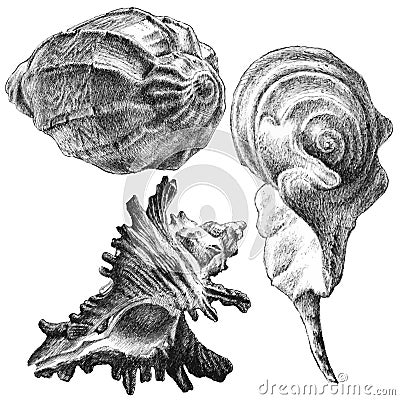 Illustration with different realistic seashells Stock Photo