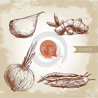 illustration of different spices. Garlic clove, ginger root, onion and chili peppers. Vector Illustration