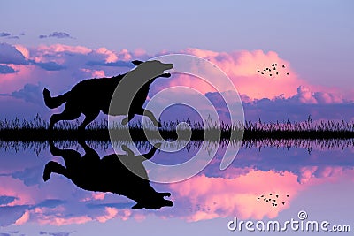 Dog runing at sunset Stock Photo